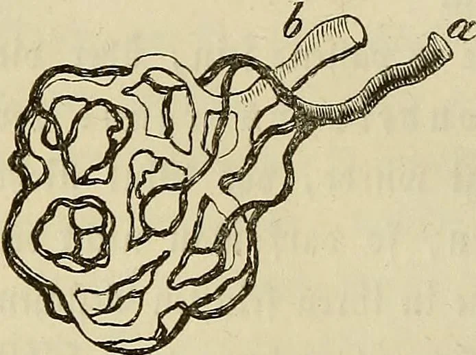 An illustration from Mikroskopische Bilder : Naturansichten aus dem kleinsten Raume ; ein Gemälde des Mikrokosmus in seinen Gestalten und Gesetzen, 1853, leaf 281