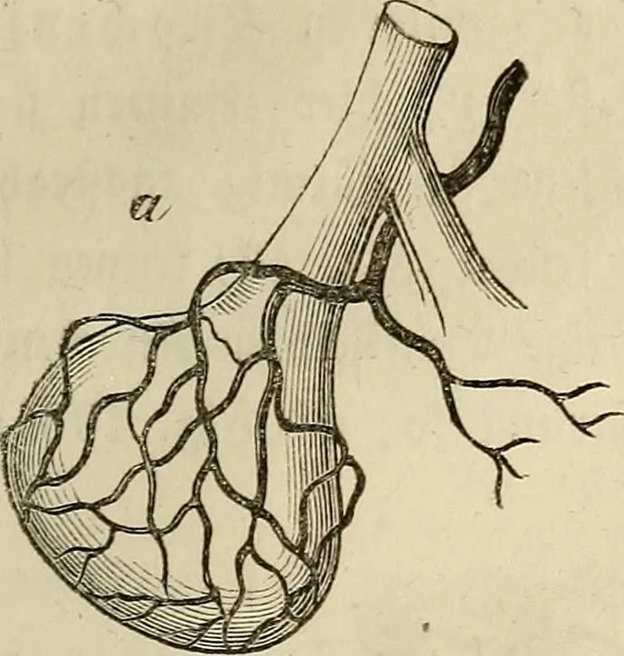An illustration from Mikroskopische Bilder : Naturansichten aus dem kleinsten Raume ; ein Gemälde des Mikrokosmus in seinen Gestalten und Gesetzen, 1853, leaf 282