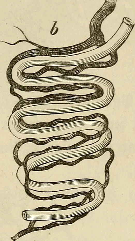 An illustration from Mikroskopische Bilder : Naturansichten aus dem kleinsten Raume ; ein Gemälde des Mikrokosmus in seinen Gestalten und Gesetzen, 1853, leaf 282
