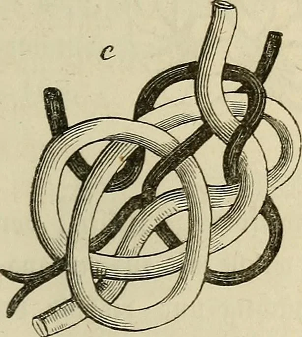 An illustration from Mikroskopische Bilder : Naturansichten aus dem kleinsten Raume ; ein Gemälde des Mikrokosmus in seinen Gestalten und Gesetzen, 1853, leaf 282
