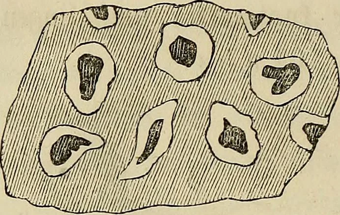 An illustration from Mikroskopische Bilder : Naturansichten aus dem kleinsten Raume ; ein Gemälde des Mikrokosmus in seinen Gestalten und Gesetzen, 1853, leaf 283