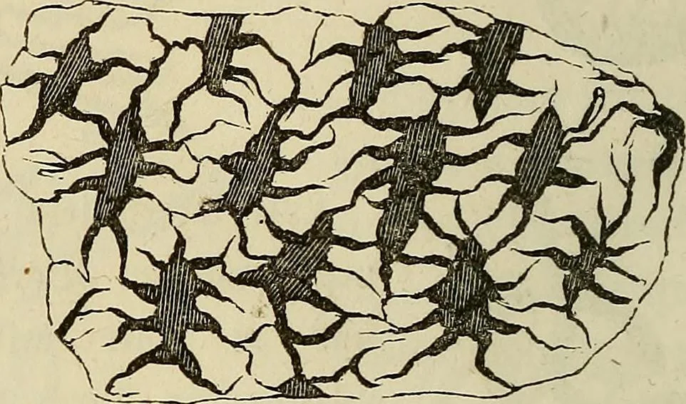 An illustration from Mikroskopische Bilder : Naturansichten aus dem kleinsten Raume ; ein Gemälde des Mikrokosmus in seinen Gestalten und Gesetzen, 1853, leaf 283