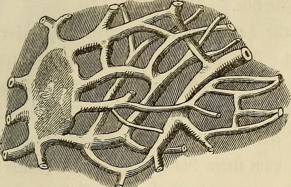An illustration from Mikroskopische Bilder : Naturansichten aus dem kleinsten Raume ; ein Gemälde des Mikrokosmus in seinen Gestalten und Gesetzen, 1853, leaf 284