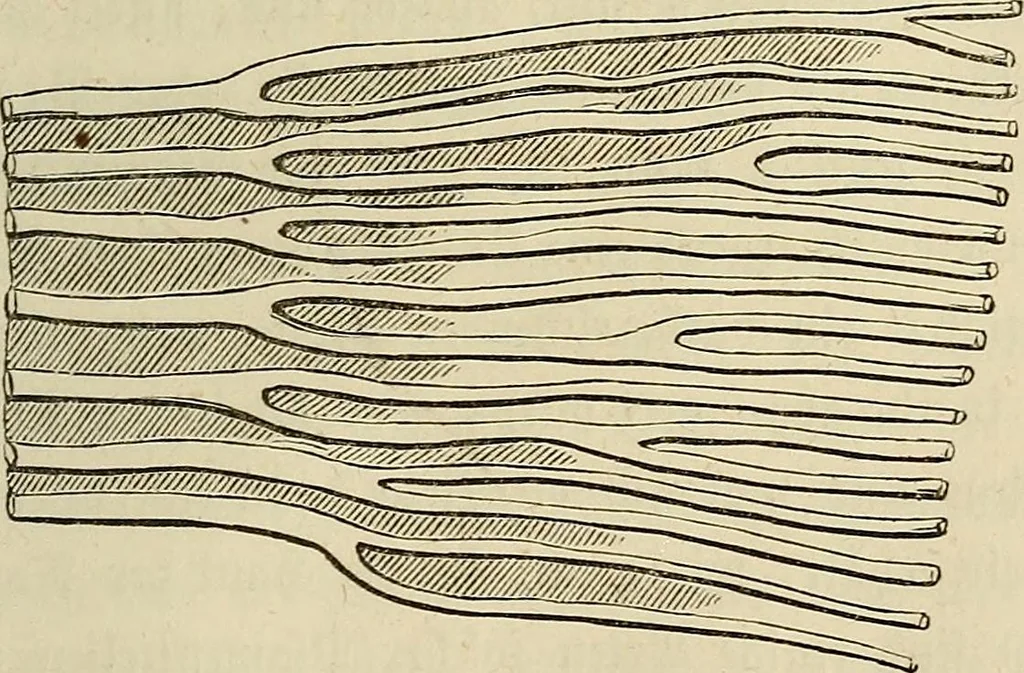 An illustration from Mikroskopische Bilder : Naturansichten aus dem kleinsten Raume ; ein Gemälde des Mikrokosmus in seinen Gestalten und Gesetzen, 1853, leaf 284
