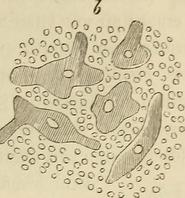 An illustration from Mikroskopische Bilder : Naturansichten aus dem kleinsten Raume ; ein Gemälde des Mikrokosmus in seinen Gestalten und Gesetzen, 1853, leaf 286