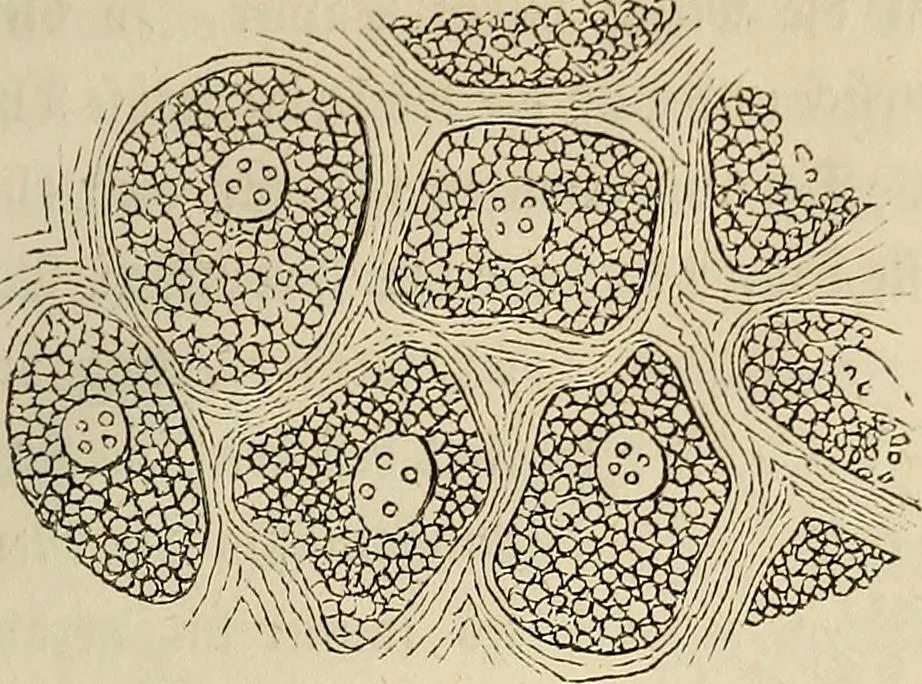 An illustration from Mikroskopische Bilder : Naturansichten aus dem kleinsten Raume ; ein Gemälde des Mikrokosmus in seinen Gestalten und Gesetzen, 1853, leaf 288