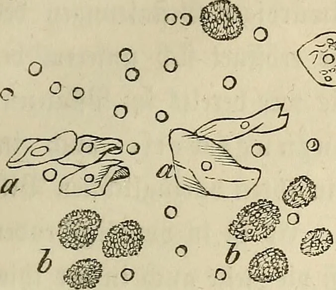 An illustration from Mikroskopische Bilder : Naturansichten aus dem kleinsten Raume ; ein Gemälde des Mikrokosmus in seinen Gestalten und Gesetzen, 1853, leaf 290
