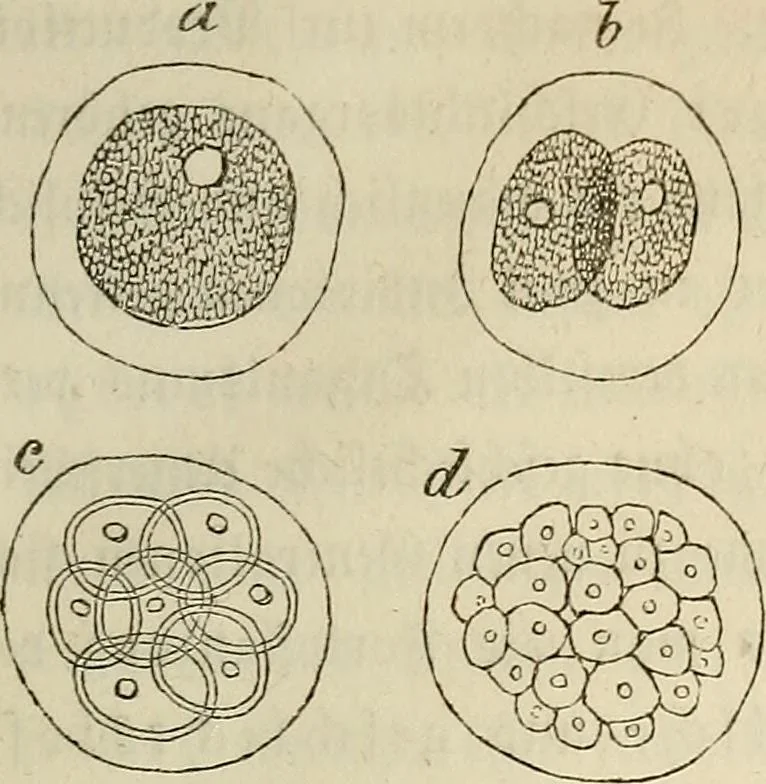An illustration from Mikroskopische Bilder : Naturansichten aus dem kleinsten Raume ; ein Gemälde des Mikrokosmus in seinen Gestalten und Gesetzen, 1853, leaf 292