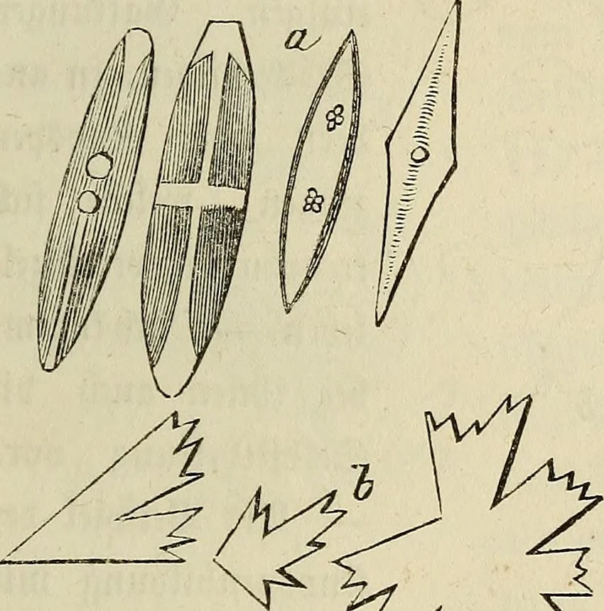 An illustration from Mikroskopische Bilder : Naturansichten aus dem kleinsten Raume ; ein Gemälde des Mikrokosmus in seinen Gestalten und Gesetzen, 1853, leaf 294