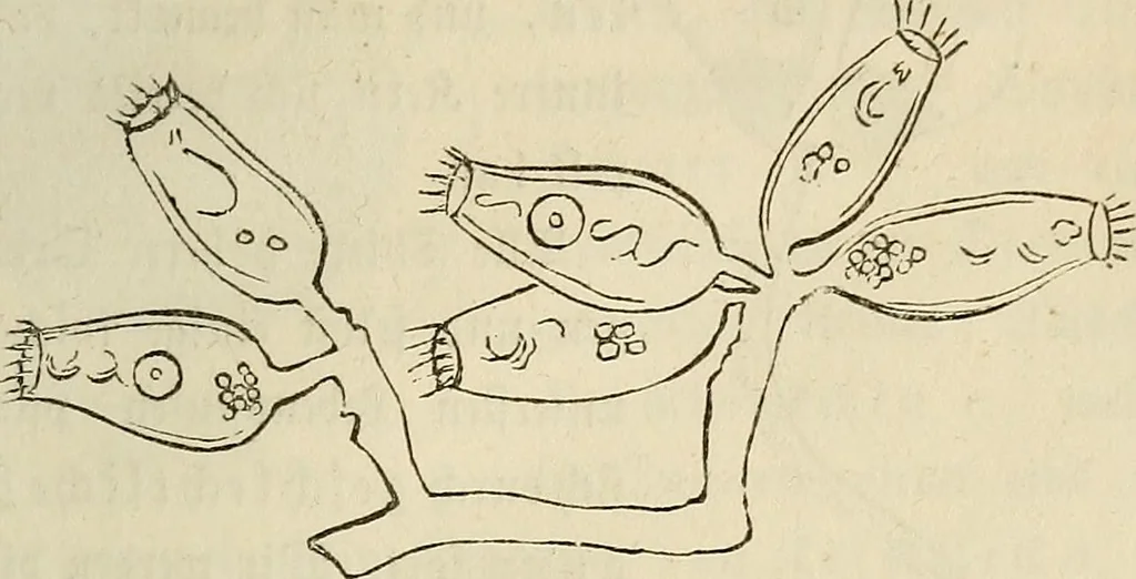 An illustration from Mikroskopische Bilder : Naturansichten aus dem kleinsten Raume ; ein Gemälde des Mikrokosmus in seinen Gestalten und Gesetzen, 1853, leaf 296