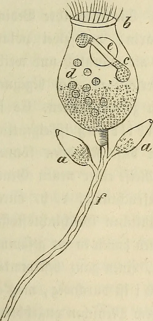 An illustration from Mikroskopische Bilder : Naturansichten aus dem kleinsten Raume ; ein Gemälde des Mikrokosmus in seinen Gestalten und Gesetzen, 1853, leaf 296