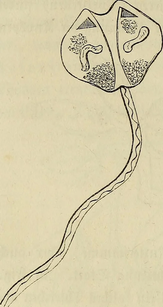 An illustration from Mikroskopische Bilder : Naturansichten aus dem kleinsten Raume ; ein Gemälde des Mikrokosmus in seinen Gestalten und Gesetzen, 1853, leaf 297