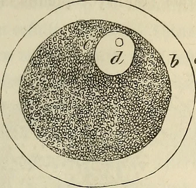 An illustration from Mikroskopische Bilder : Naturansichten aus dem kleinsten Raume ; ein Gemälde des Mikrokosmus in seinen Gestalten und Gesetzen, 1853, leaf 298