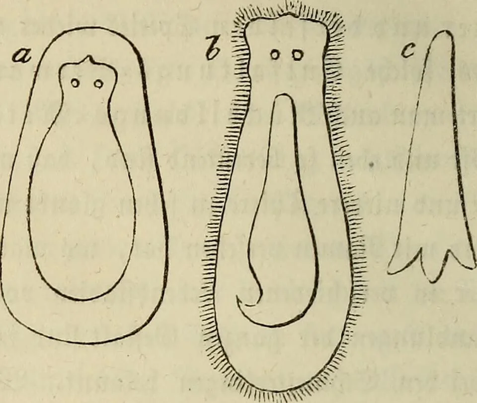 An illustration from Mikroskopische Bilder : Naturansichten aus dem kleinsten Raume ; ein Gemälde des Mikrokosmus in seinen Gestalten und Gesetzen, 1853, leaf 303