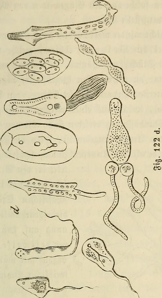 An illustration from Mikroskopische Bilder : Naturansichten aus dem kleinsten Raume ; ein Gemälde des Mikrokosmus in seinen Gestalten und Gesetzen, 1853, leaf 304