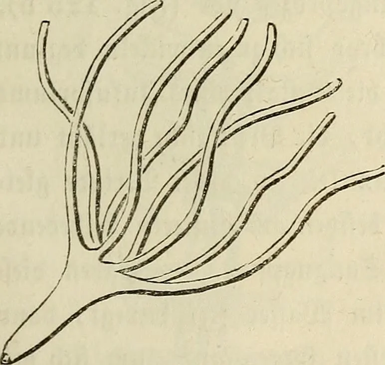 An illustration from Mikroskopische Bilder : Naturansichten aus dem kleinsten Raume ; ein Gemälde des Mikrokosmus in seinen Gestalten und Gesetzen, 1853, leaf 306