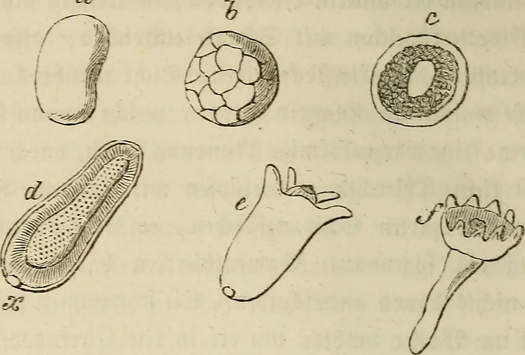 An illustration from Mikroskopische Bilder : Naturansichten aus dem kleinsten Raume ; ein Gemälde des Mikrokosmus in seinen Gestalten und Gesetzen, 1853, leaf 307
