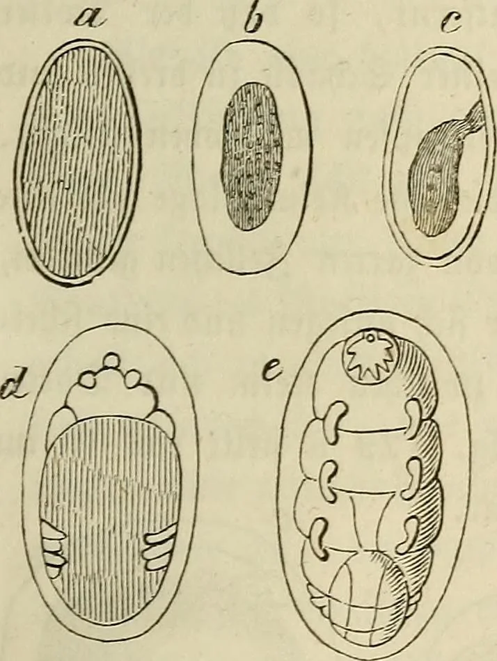 An illustration from Mikroskopische Bilder : Naturansichten aus dem kleinsten Raume ; ein Gemälde des Mikrokosmus in seinen Gestalten und Gesetzen, 1853, leaf 312