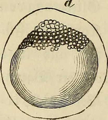 An illustration from Mikroskopische Bilder : Naturansichten aus dem kleinsten Raume ; ein Gemälde des Mikrokosmus in seinen Gestalten und Gesetzen, 1853, leaf 313