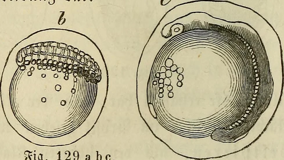 An illustration from Mikroskopische Bilder : Naturansichten aus dem kleinsten Raume ; ein Gemälde des Mikrokosmus in seinen Gestalten und Gesetzen, 1853, leaf 313