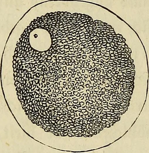 An illustration from Mikroskopische Bilder : Naturansichten aus dem kleinsten Raume ; ein Gemälde des Mikrokosmus in seinen Gestalten und Gesetzen, 1853, leaf 317