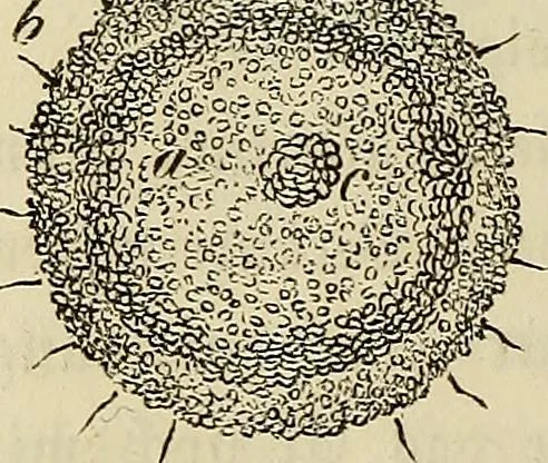 An illustration from Mikroskopische Bilder : Naturansichten aus dem kleinsten Raume ; ein Gemälde des Mikrokosmus in seinen Gestalten und Gesetzen, 1853, leaf 319