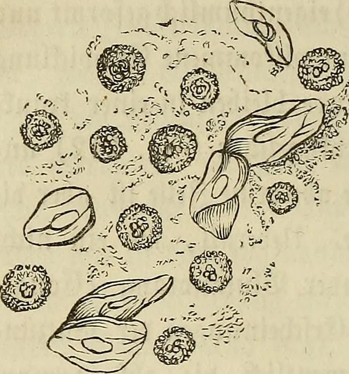 An illustration from Mikroskopische Bilder : Naturansichten aus dem kleinsten Raume ; ein Gemälde des Mikrokosmus in seinen Gestalten und Gesetzen, 1853, leaf 331