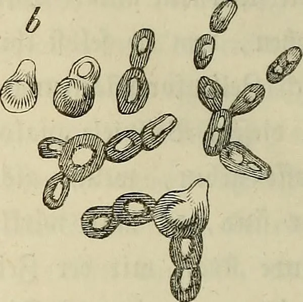 An illustration from Mikroskopische Bilder : Naturansichten aus dem kleinsten Raume ; ein Gemälde des Mikrokosmus in seinen Gestalten und Gesetzen, 1853, leaf 339