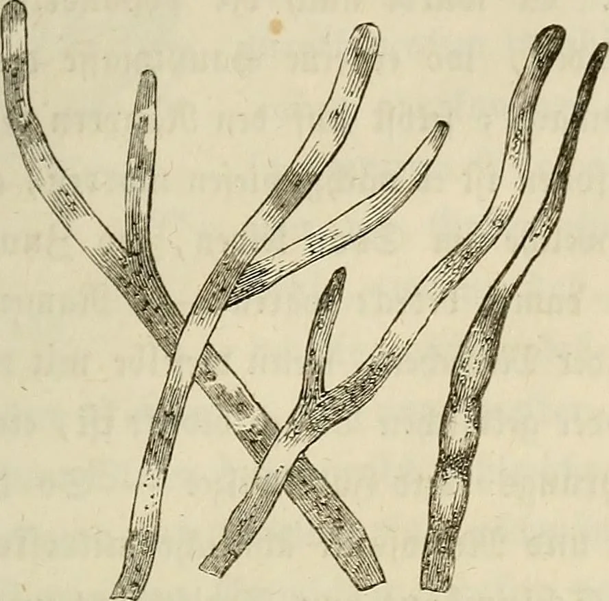 An illustration from Mikroskopische Bilder : Naturansichten aus dem kleinsten Raume ; ein Gemälde des Mikrokosmus in seinen Gestalten und Gesetzen, 1853, leaf 340