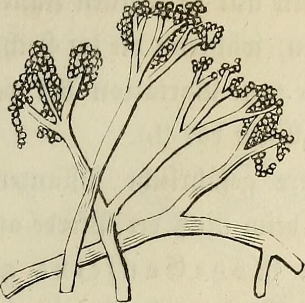 An illustration from Mikroskopische Bilder : Naturansichten aus dem kleinsten Raume ; ein Gemälde des Mikrokosmus in seinen Gestalten und Gesetzen, 1853, leaf 342