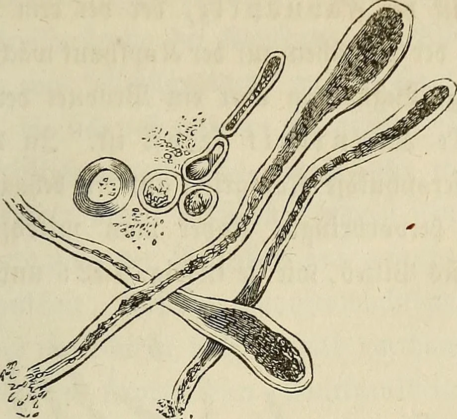 An illustration from Mikroskopische Bilder : Naturansichten aus dem kleinsten Raume ; ein Gemälde des Mikrokosmus in seinen Gestalten und Gesetzen, 1853, leaf 344