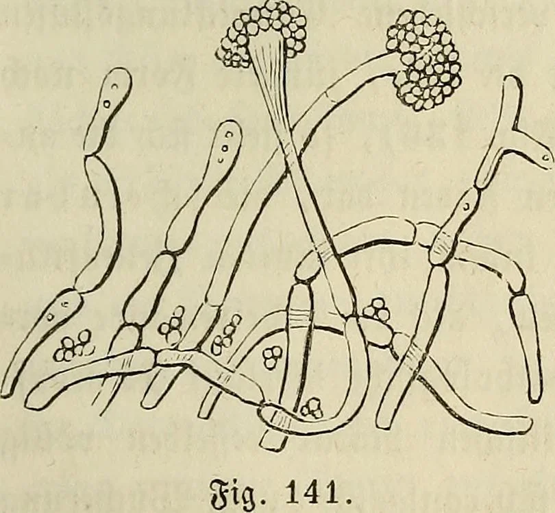 An illustration from Mikroskopische Bilder : Naturansichten aus dem kleinsten Raume ; ein Gemälde des Mikrokosmus in seinen Gestalten und Gesetzen, 1853, leaf 344