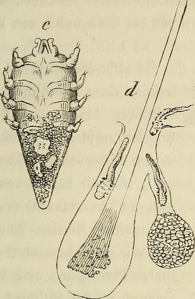An illustration from Mikroskopische Bilder : Naturansichten aus dem kleinsten Raume ; ein Gemälde des Mikrokosmus in seinen Gestalten und Gesetzen, 1853, leaf 352