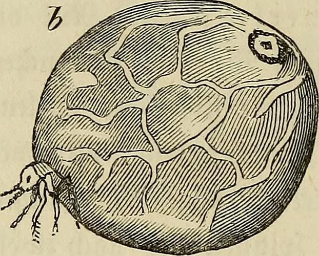 An illustration from Mikroskopische Bilder : Naturansichten aus dem kleinsten Raume ; ein Gemälde des Mikrokosmus in seinen Gestalten und Gesetzen, 1853, leaf 361