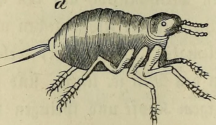 An illustration from Mikroskopische Bilder : Naturansichten aus dem kleinsten Raume ; ein Gemälde des Mikrokosmus in seinen Gestalten und Gesetzen, 1853, leaf 361
