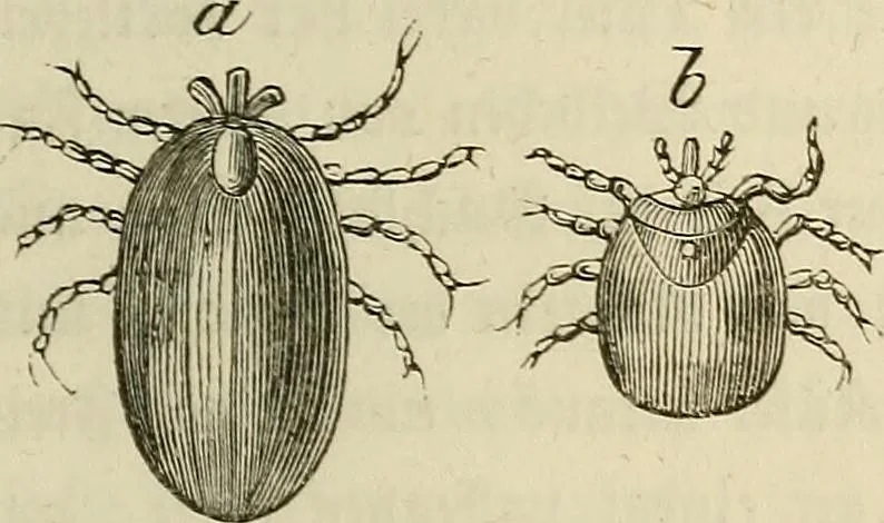 An illustration from Mikroskopische Bilder : Naturansichten aus dem kleinsten Raume ; ein Gemälde des Mikrokosmus in seinen Gestalten und Gesetzen, 1853, leaf 364
