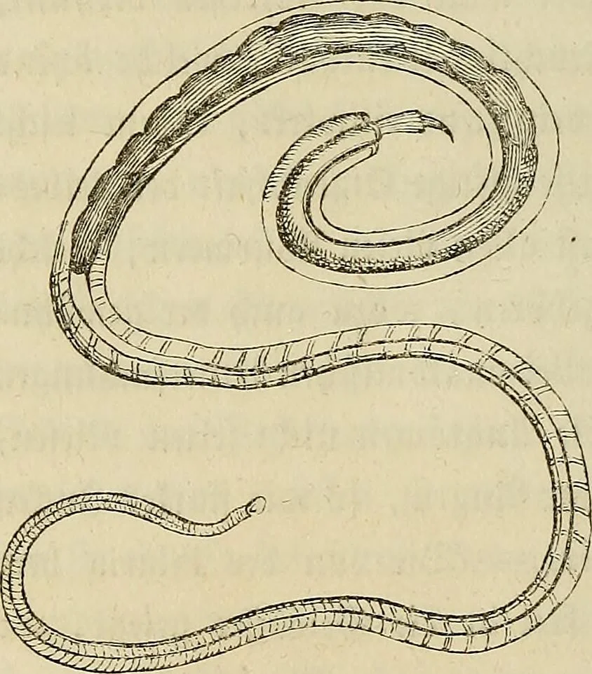 An illustration from Mikroskopische Bilder : Naturansichten aus dem kleinsten Raume ; ein Gemälde des Mikrokosmus in seinen Gestalten und Gesetzen, 1853, leaf 367