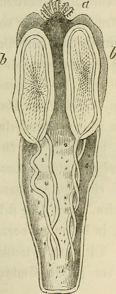 An illustration from Mikroskopische Bilder : Naturansichten aus dem kleinsten Raume ; ein Gemälde des Mikrokosmus in seinen Gestalten und Gesetzen, 1853, leaf 372