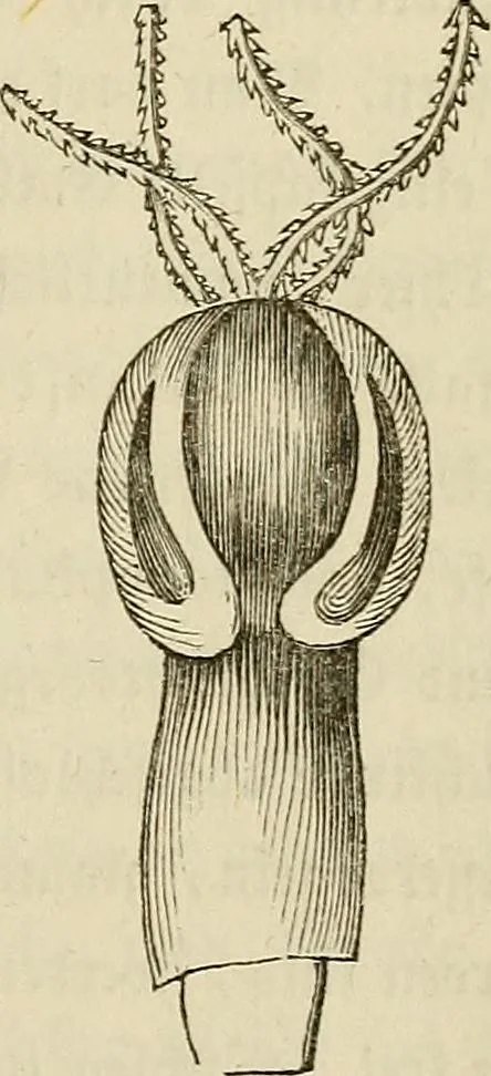 An illustration from Mikroskopische Bilder : Naturansichten aus dem kleinsten Raume ; ein Gemälde des Mikrokosmus in seinen Gestalten und Gesetzen, 1853, leaf 374