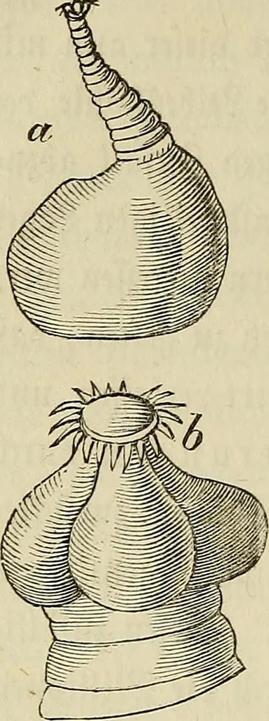 An illustration from Mikroskopische Bilder : Naturansichten aus dem kleinsten Raume ; ein Gemälde des Mikrokosmus in seinen Gestalten und Gesetzen, 1853, leaf 377