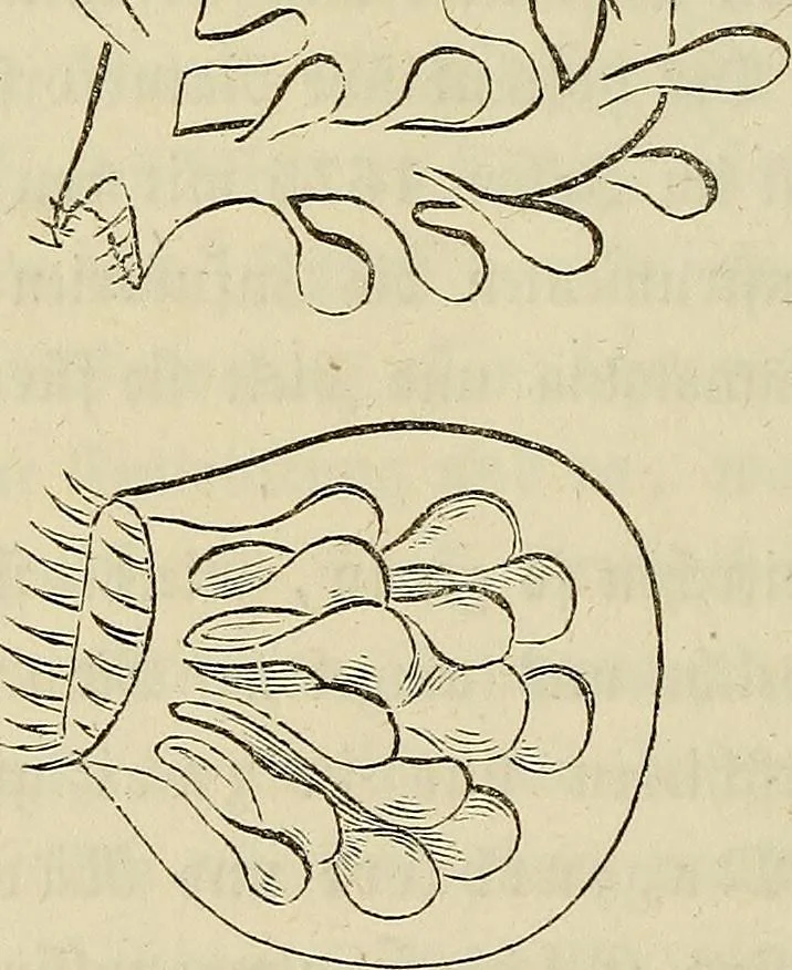 An illustration from Mikroskopische Bilder : Naturansichten aus dem kleinsten Raume ; ein Gemälde des Mikrokosmus in seinen Gestalten und Gesetzen, 1853, leaf 387