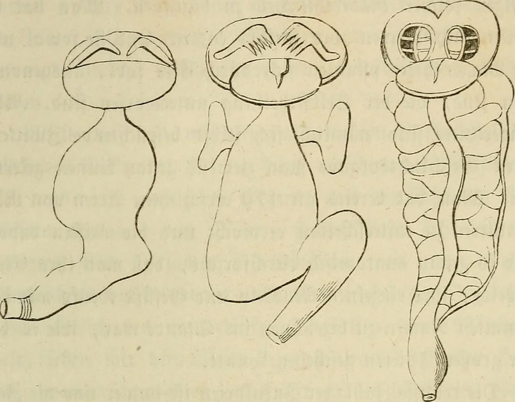 An illustration from Mikroskopische Bilder : Naturansichten aus dem kleinsten Raume ; ein Gemälde des Mikrokosmus in seinen Gestalten und Gesetzen, 1853, leaf 388
