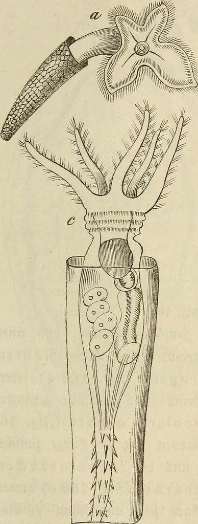 An illustration from Mikroskopische Bilder : Naturansichten aus dem kleinsten Raume ; ein Gemälde des Mikrokosmus in seinen Gestalten und Gesetzen, 1853, leaf 392