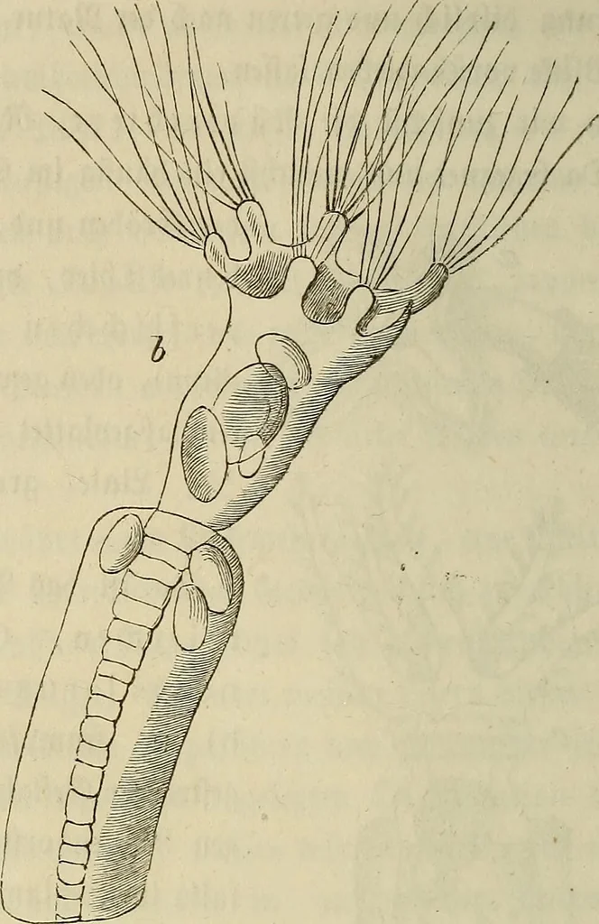 An illustration from Mikroskopische Bilder : Naturansichten aus dem kleinsten Raume ; ein Gemälde des Mikrokosmus in seinen Gestalten und Gesetzen, 1853, leaf 393