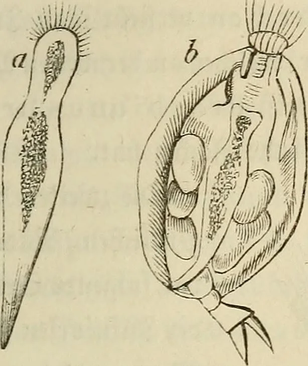 An illustration from Mikroskopische Bilder : Naturansichten aus dem kleinsten Raume ; ein Gemälde des Mikrokosmus in seinen Gestalten und Gesetzen, 1853, leaf 396