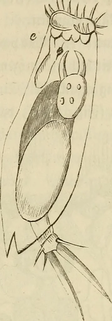 An illustration from Mikroskopische Bilder : Naturansichten aus dem kleinsten Raume ; ein Gemälde des Mikrokosmus in seinen Gestalten und Gesetzen, 1853, leaf 396