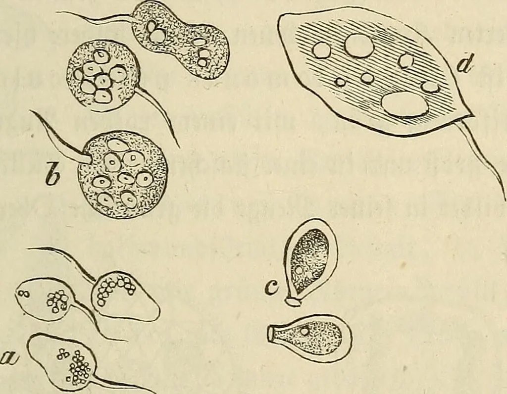 An illustration from Mikroskopische Bilder : Naturansichten aus dem kleinsten Raume ; ein Gemälde des Mikrokosmus in seinen Gestalten und Gesetzen, 1853, leaf 398