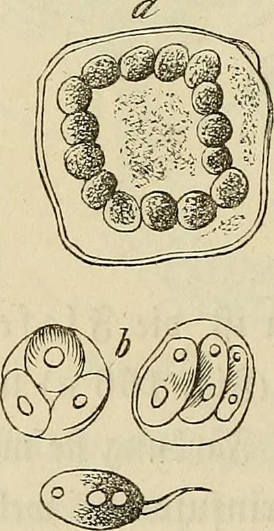 An illustration from Mikroskopische Bilder : Naturansichten aus dem kleinsten Raume ; ein Gemälde des Mikrokosmus in seinen Gestalten und Gesetzen, 1853, leaf 399