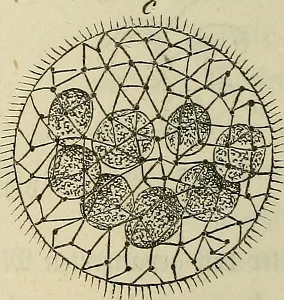 An illustration from Mikroskopische Bilder : Naturansichten aus dem kleinsten Raume ; ein Gemälde des Mikrokosmus in seinen Gestalten und Gesetzen, 1853, leaf 399