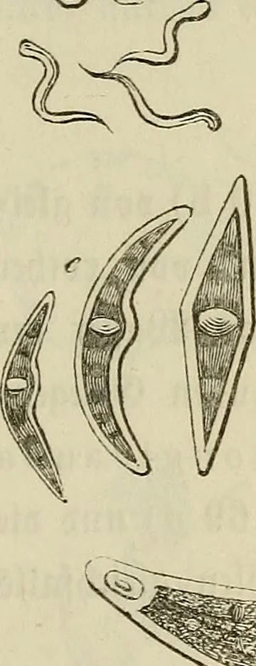 An illustration from Mikroskopische Bilder : Naturansichten aus dem kleinsten Raume ; ein Gemälde des Mikrokosmus in seinen Gestalten und Gesetzen, 1853, leaf 400